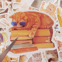 50Pcs Cat Waterproof Vinyl Stickers KidsTeens Girls
