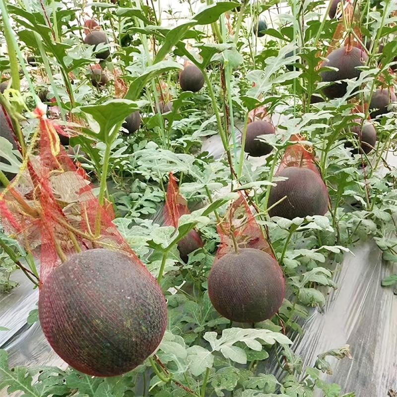100 Reusable Watermelon Nets for Garden - Supports Cantaloupes, Honeydews