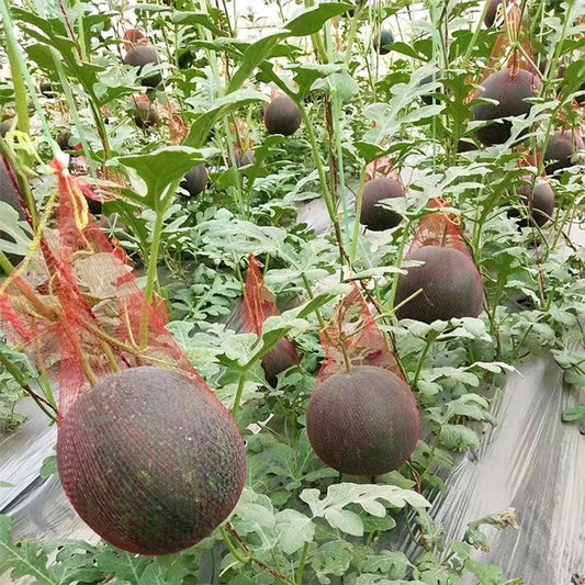 100 Reusable Watermelon Nets for Garden - Supports Cantaloupes, Honeydews