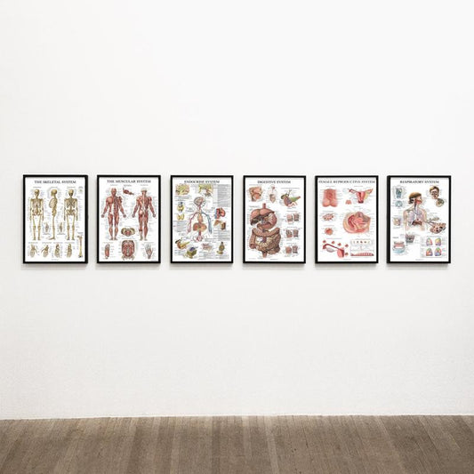 6pcs Educational Human Body Organ System Poster