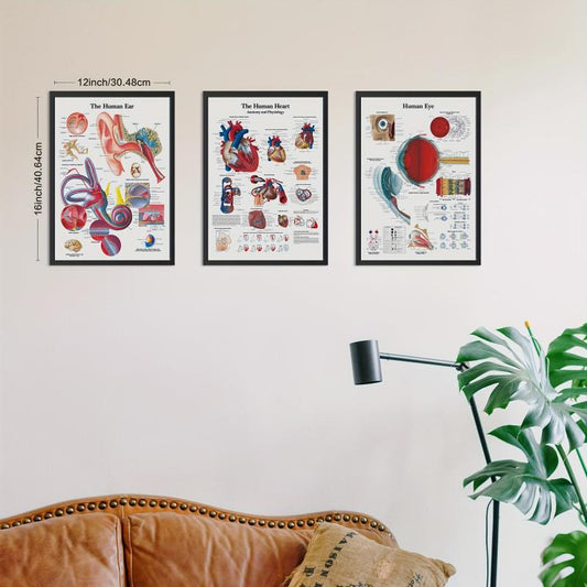 Set of 3 Vintage Anatomy Posters for Home or Office Wall Decor