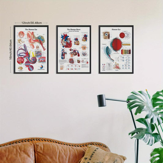 Set of 3 Vintage Anatomy Posters for Home or Office Wall Decor
