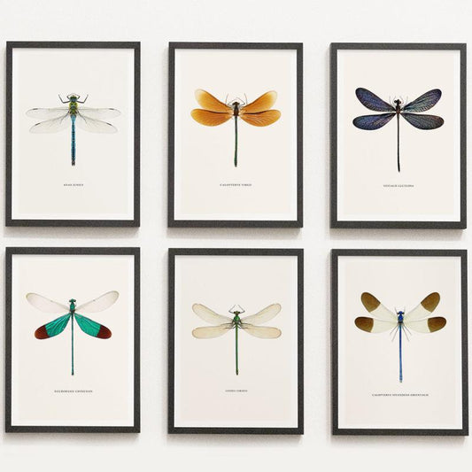 6pcs Dragonfly Specimen Art Posters for Home Decor - A5 A4 A3 A2 Sizes