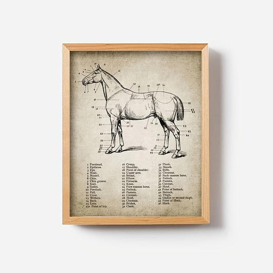 3pcs Horse Anatomy Canvas Posters for Living Room Bedroom Office