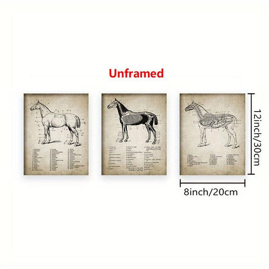 3pcs Horse Anatomy Canvas Posters for Living Room Bedroom Office