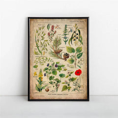 Vintage Medicinal Plants Painting on Canvas - Soothing Herbs and Flowers