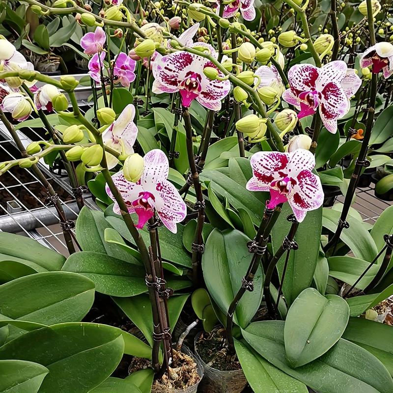 50pcs Plant Clips Orchid Support Clips Flower Vine Clips