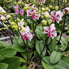 50pcs Plant Clips Orchid Support Clips Flower Vine Clips