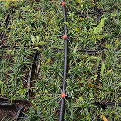 Adjustable Irrigation Drippers Micro Flow Drip Anti Clogging