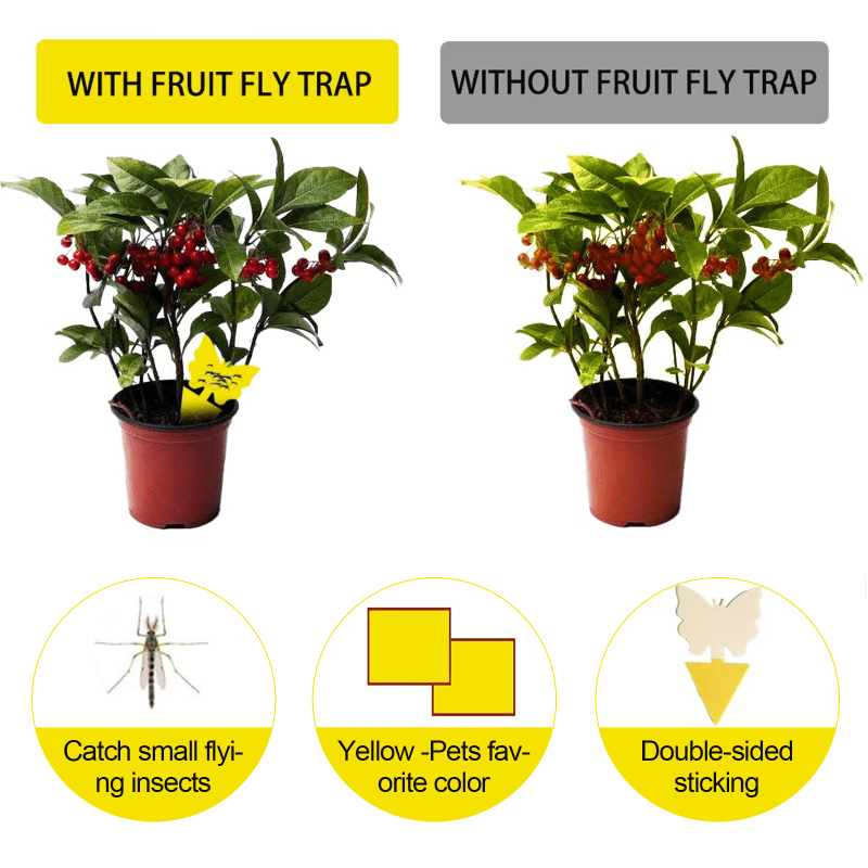10pcs Fungus Gnat Killer Yellow Sticky Insect Traps Indoor Outdoor