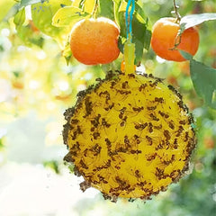 Yellow Sticky Fly Traps for Fruit Trees and Gardens