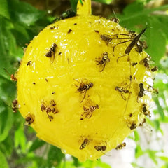 Yellow Sticky Fly Traps for Fruit Trees and Gardens