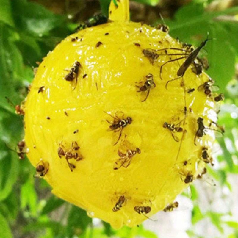 Yellow Sticky Fly Traps for Fruit Trees and Gardens