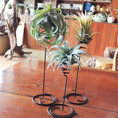 3pcs Tall Spiral Flower Stand Metal Air Plant Holders