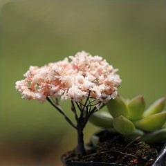 2pcs Mini Sakura Trees Plant Ornament Micro Landscape Craft