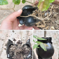 10pcs Reusable Plant Root Growing Box Cutting Grafting Rooting Ball