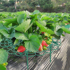 Adjustable Plant Climbing Rack for Strawberries
