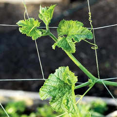 Heavy Duty Trellis Netting Mesh for Climbing Plants