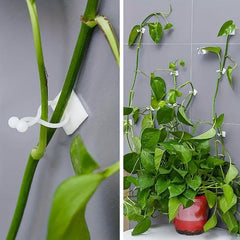 10pcs Garden Wall Plants Climber Vine Sticky Wall Clips
