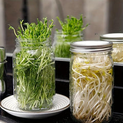 Stainless Steel Mesh Lid Sprouting Kit for Homegrown Sprouts
