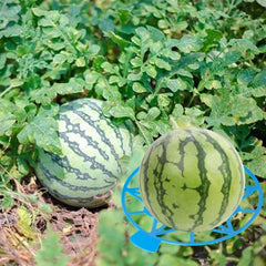 Reusable Plant Supports for Healthy Melon Growth
