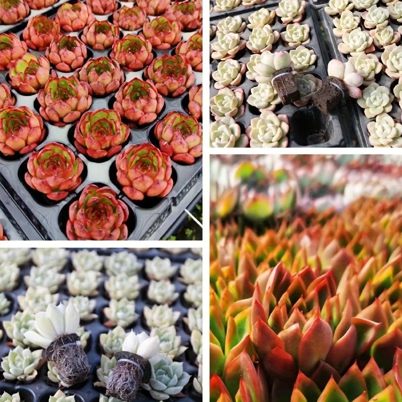 Organic Grow Sponge Seed Starter Plug Pods Replacement Root Growth Sponges