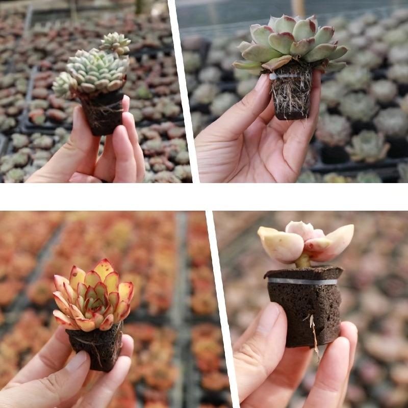 Organic Grow Sponge Seed Starter Plug Pods Replacement Root Growth Sponges