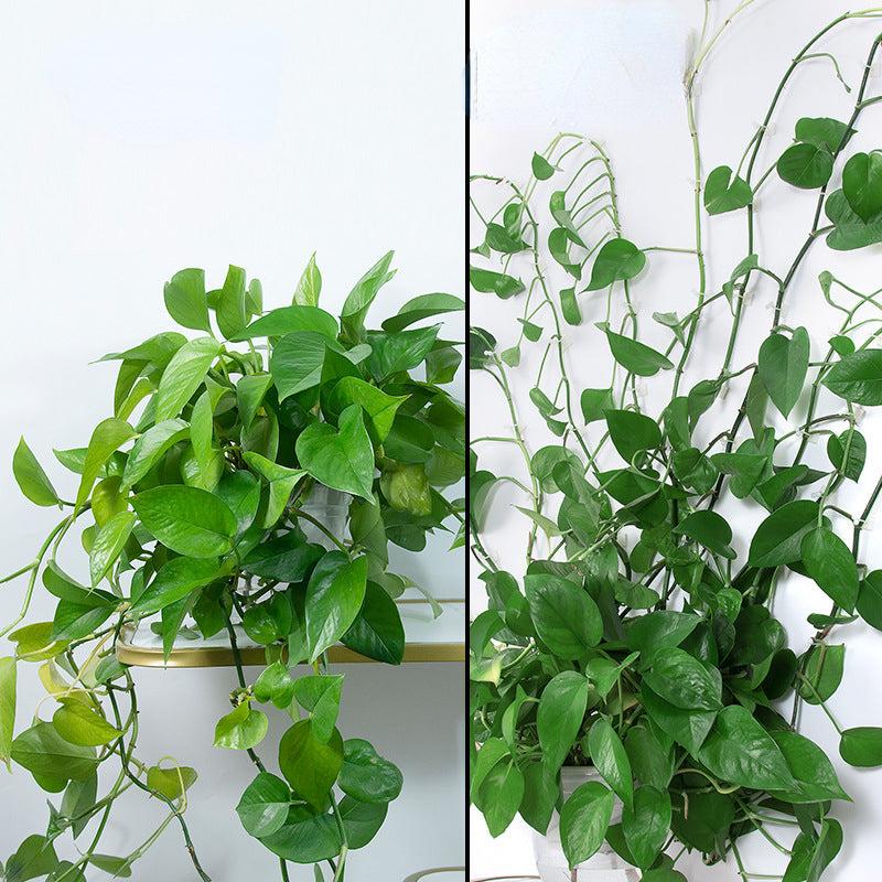 20pcs Large Plant Climbing Wall Self-adhesive Fastener Rattan Hook
