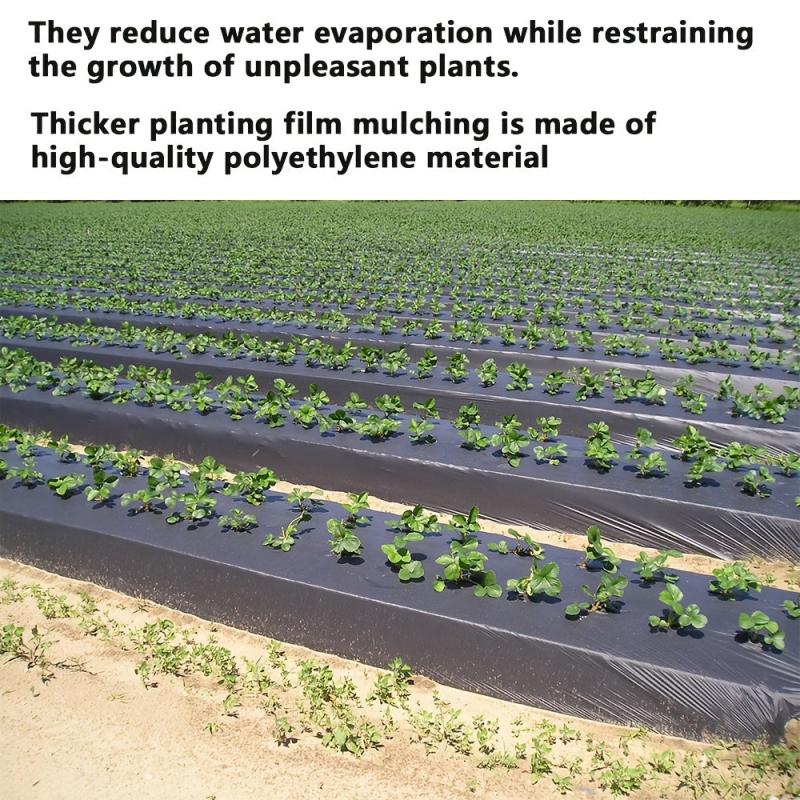 High Plastic Mulch Film for Greenhouses - Grow Your Vegetables with Ease