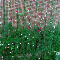 Garden Plant Trellis Netting for Climbing Plants 0.9x1.8m