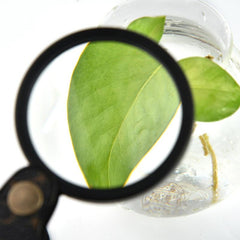 15X Folding Pocket Magnifying Glass Jewelry Magnifier