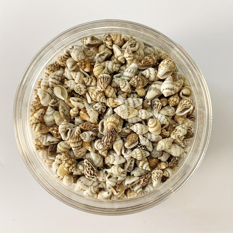 8 Natural Non Porous Shells for Fish Tank & Bottle Decoration