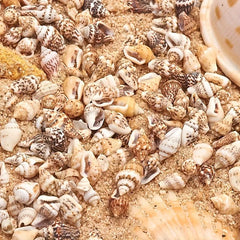 8 Natural Non Porous Shells for Fish Tank & Bottle Decoration
