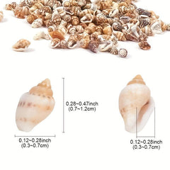 8 Natural Non Porous Shells for Fish Tank & Bottle Decoration
