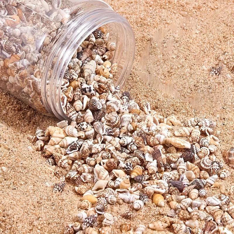 8 Natural Non Porous Shells for Fish Tank & Bottle Decoration