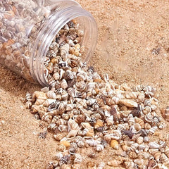 8 Natural Non Porous Shells for Fish Tank & Bottle Decoration
