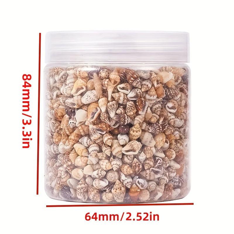 8 Natural Non Porous Shells for Fish Tank & Bottle Decoration