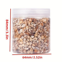 8 Natural Non Porous Shells for Fish Tank & Bottle Decoration