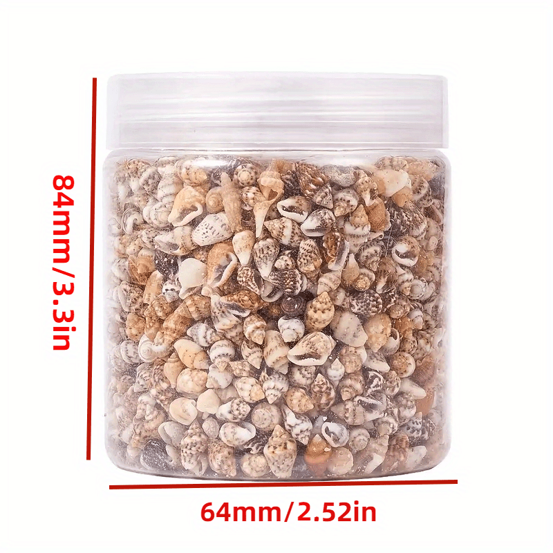 8 Natural Non Porous Shells for Fish Tank & Bottle Decoration