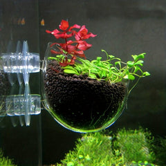 Aquarium Plant Cup Glass Holder with Suction Cups