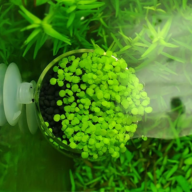 Aquarium Plant Cup Glass Holder with Suction Cups