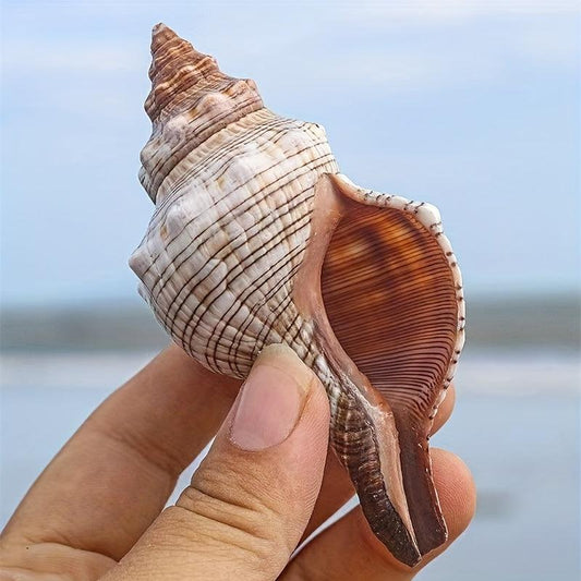 Natural Shell Conch Aquarium Decoration Fish Tank Ornament
