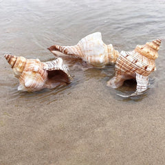 Natural Shell Conch Aquarium Decoration Fish Tank Ornament