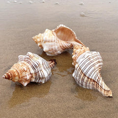 Natural Shell Conch Aquarium Decoration Fish Tank Ornament