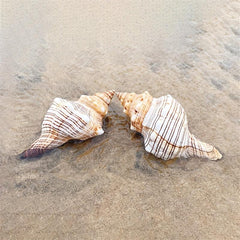 Natural Shell Conch Aquarium Decoration Fish Tank Ornament