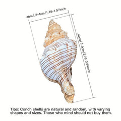 Natural Shell Conch Aquarium Decoration Fish Tank Ornament