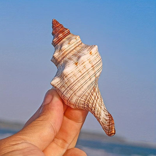 Natural Shell Conch Aquarium Decoration Fish Tank Ornament