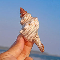 Natural Shell Conch Aquarium Decoration Fish Tank Ornament