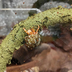 Hermit Crab Climbing Toys Reptile Vines