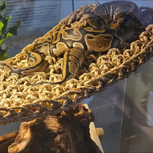 Bearded Dragon Hammock Lizard Lounger with Suction Cup